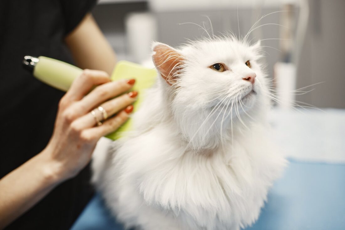 How Long Does Pet Grooming Take? [Average Pet Grooming Time Explained] - The Fur Machine