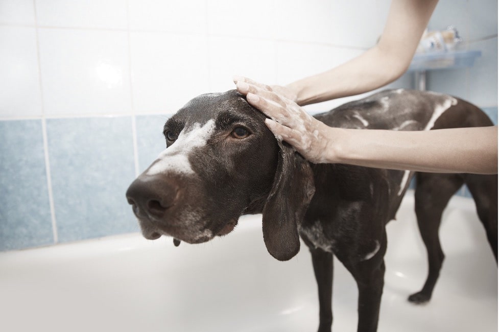 Do Short-Haired Dogs Need Grooming? [The Ultimate Truth] - The Fur Machine