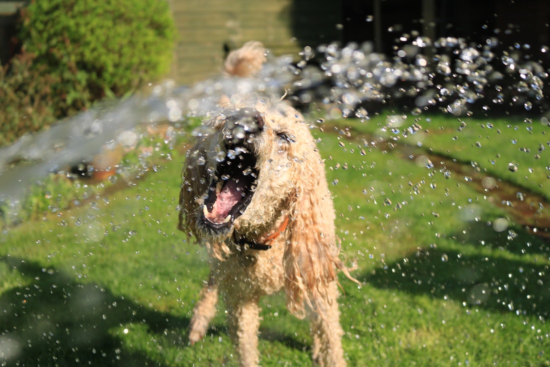 Fast and Easy Dog Drying Techniques After Bath