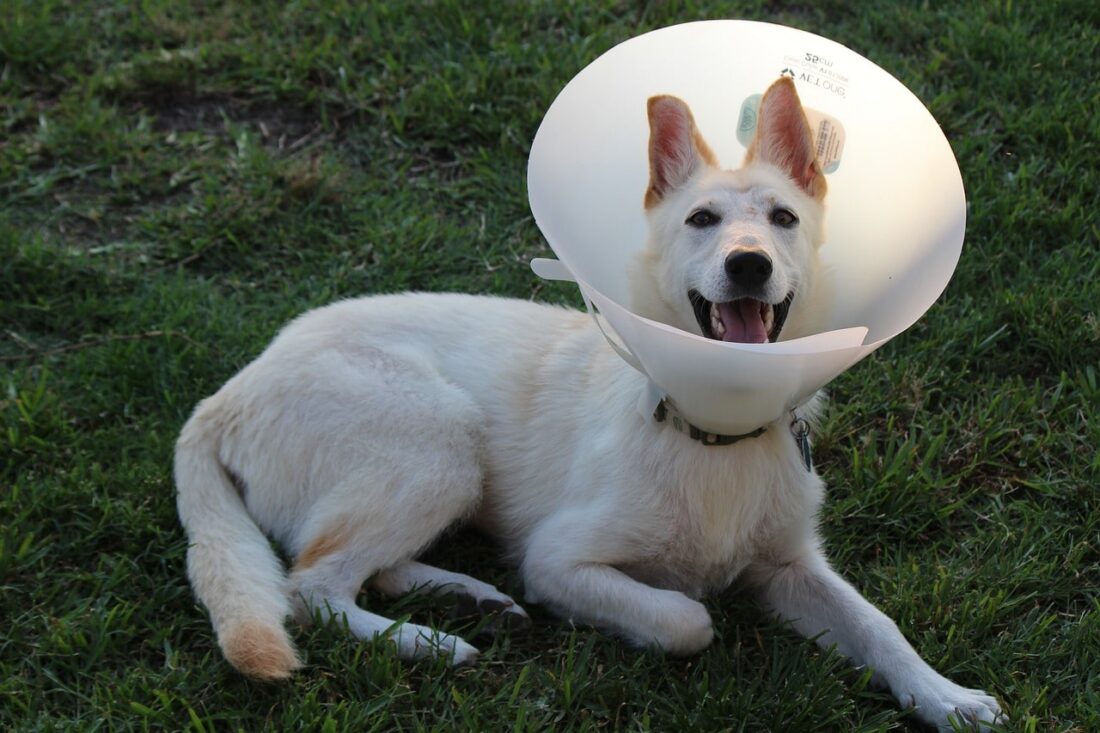 When to Take Cone Off Dog After Neuter? - The Fur Machine
