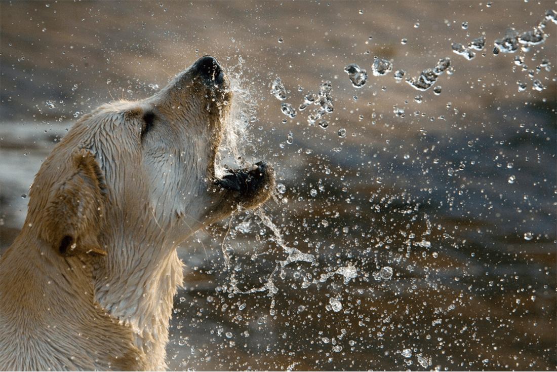 does hair keep dog cool