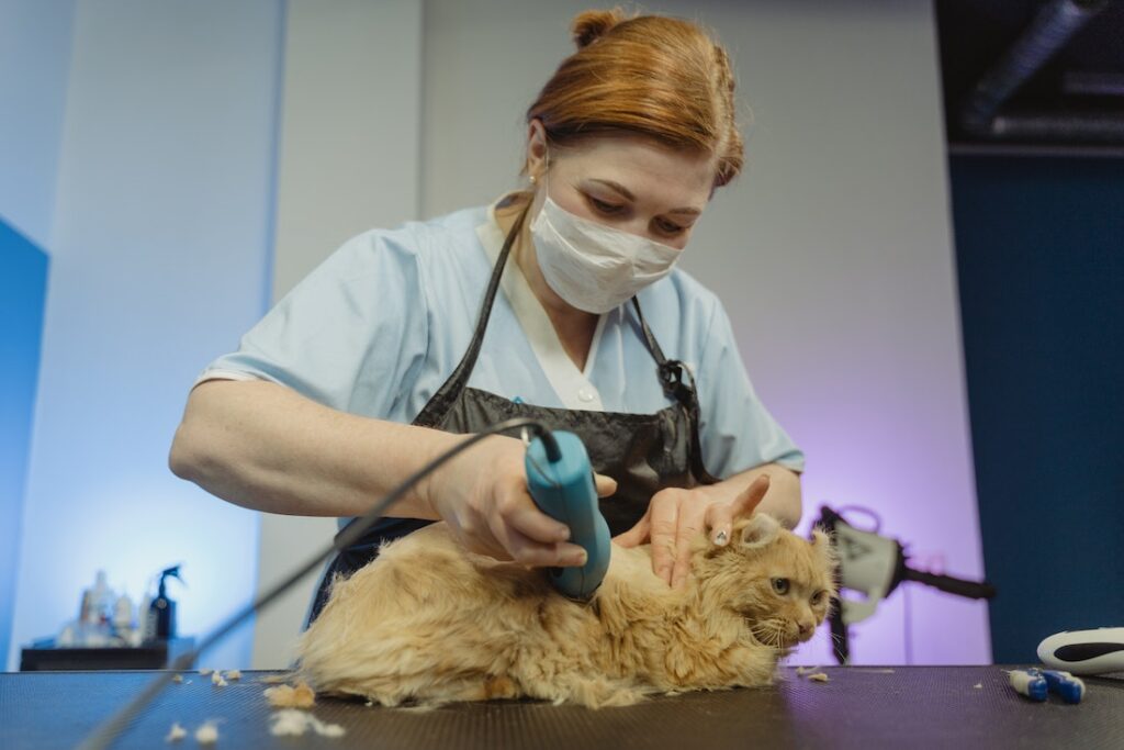 Can You Shave A Cat The Fur Machine