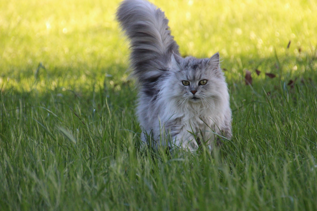 Natural Cat Fur Detanglers: Top 5 Options to Try - The Fur Machine Natural Cat Fur Detanglers: Top 5 Options to Try - The Fur Machine
