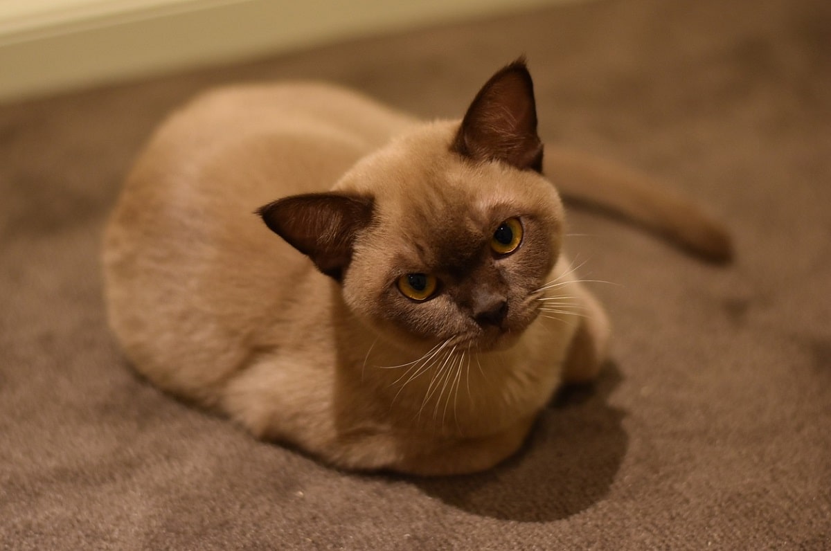 do burmese cats shed