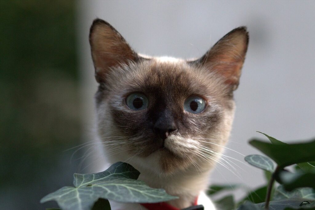 burmese cat